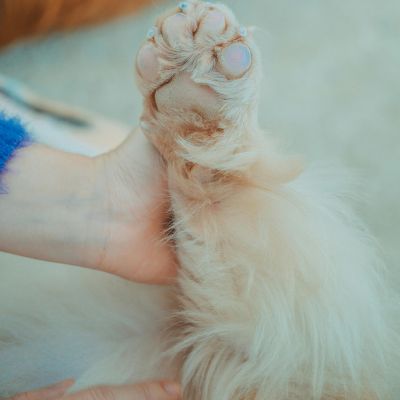 Comment protéger et soigner votre animal des engelures 