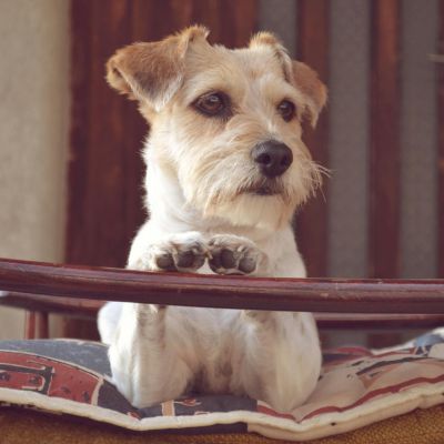 Comment savoir si mon chien s’ennuie  Les 12 signes à surveiller ?