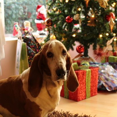 Conseils pour des fêtes de fin d’année réussies avec votre chien