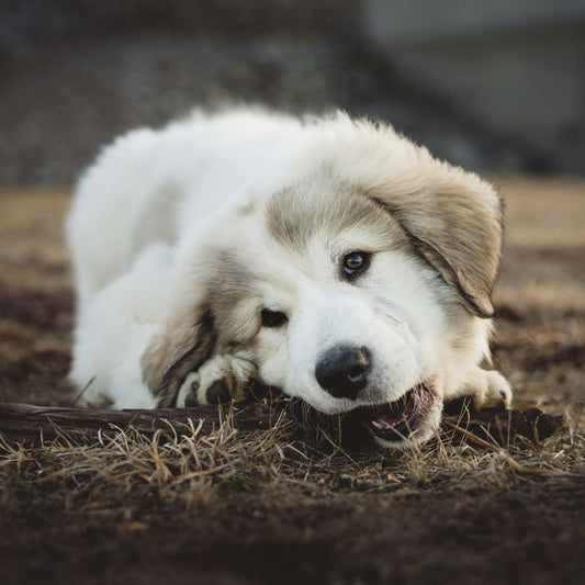 Découvrez pourquoi le chien mange de l'herbe