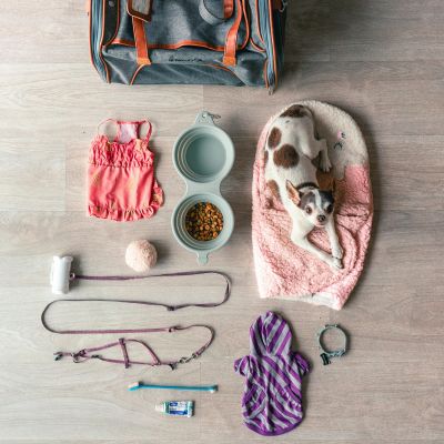 Idées géniales pour occuper votre chien pendant votre absence !