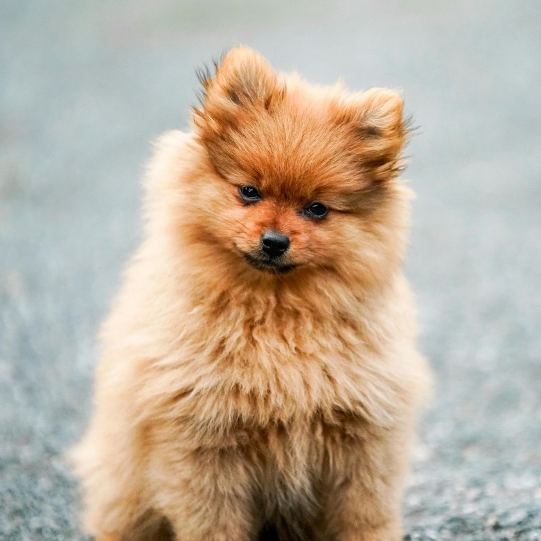 La diarrhée du chien, que faire