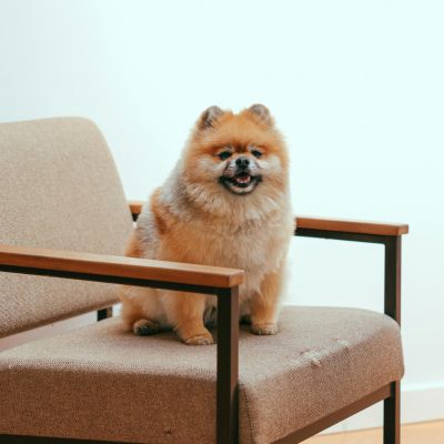 Le surpoids et l'obésité chez le chien