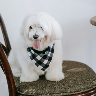 Le surpoids et l’obésité chez le chien