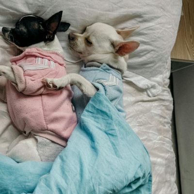 Meilleurs lits pour chien