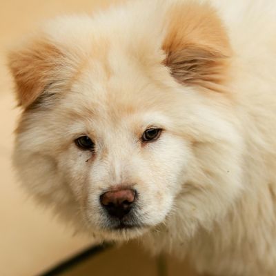 Pour quoi mon Chien est destructeur