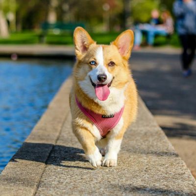 Pourquoi mon chien fugue et comment l’empêcher : Causes, prévention et solutions