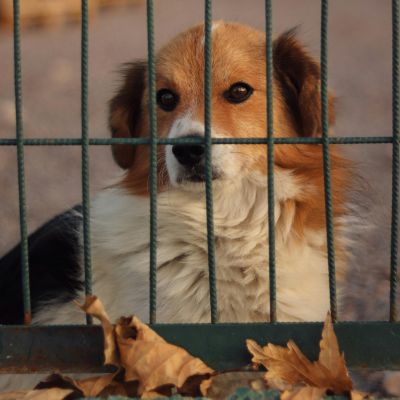 Pourquoi mon chien fugue et comment l'empêcher
