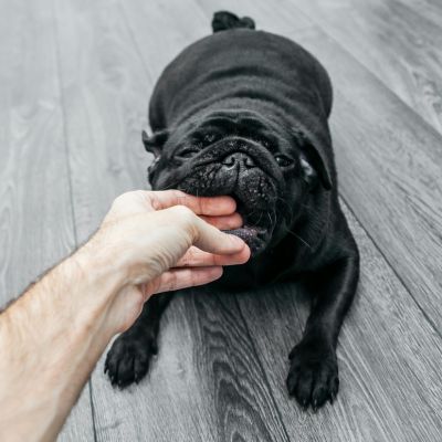 Que faire en cas de morsures du chien