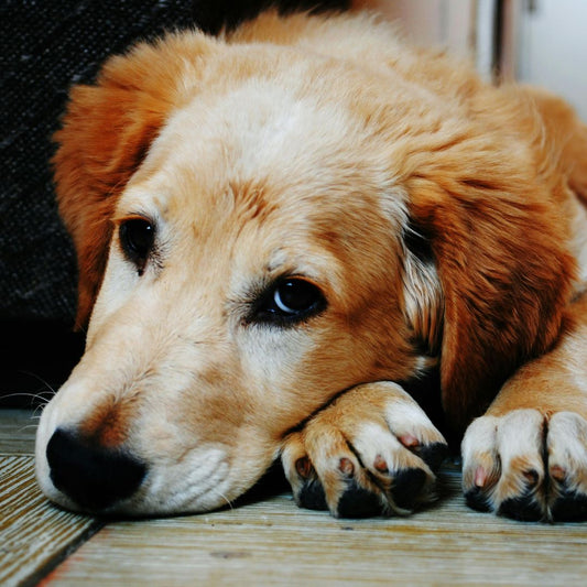 Quel âge a mon chien