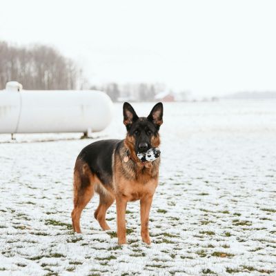 Quels Chiens Sont Faciles à Dresser et Pourquoi ?