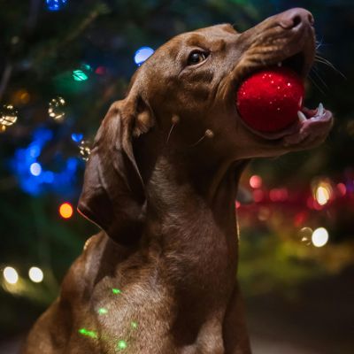 Recettes de Noël pour chien  4 plats festifs à préparer chez soi