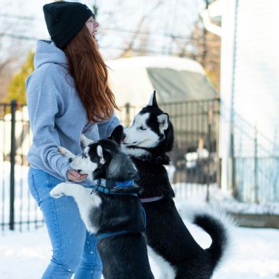 Savez-vous parler chien !!