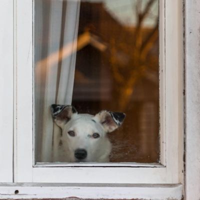Votre chien fait des bêtises lorsqu’il est seul à la maison