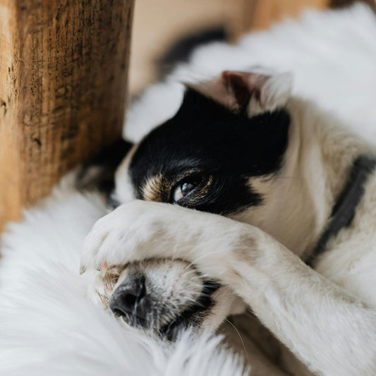 Votre chien fait des bêtises lorsqu’il est tous seul à la maison