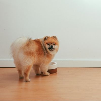 Votre toutou ne supporte pas d’être seul 