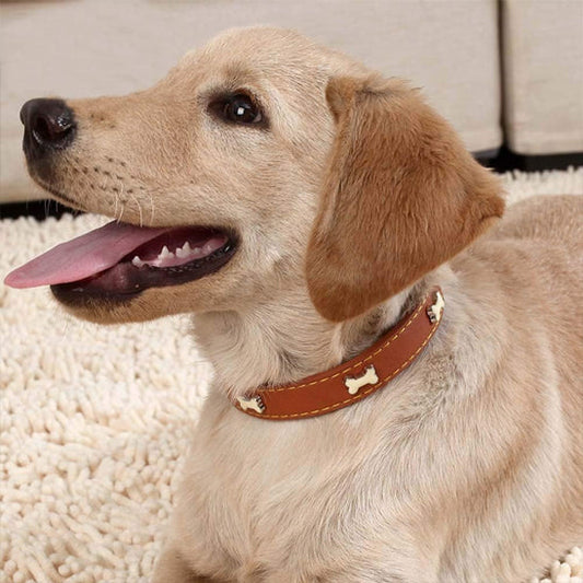 collier-en-cuir-pour-chien-petdogs-chocolat-blanc-coucher-chien