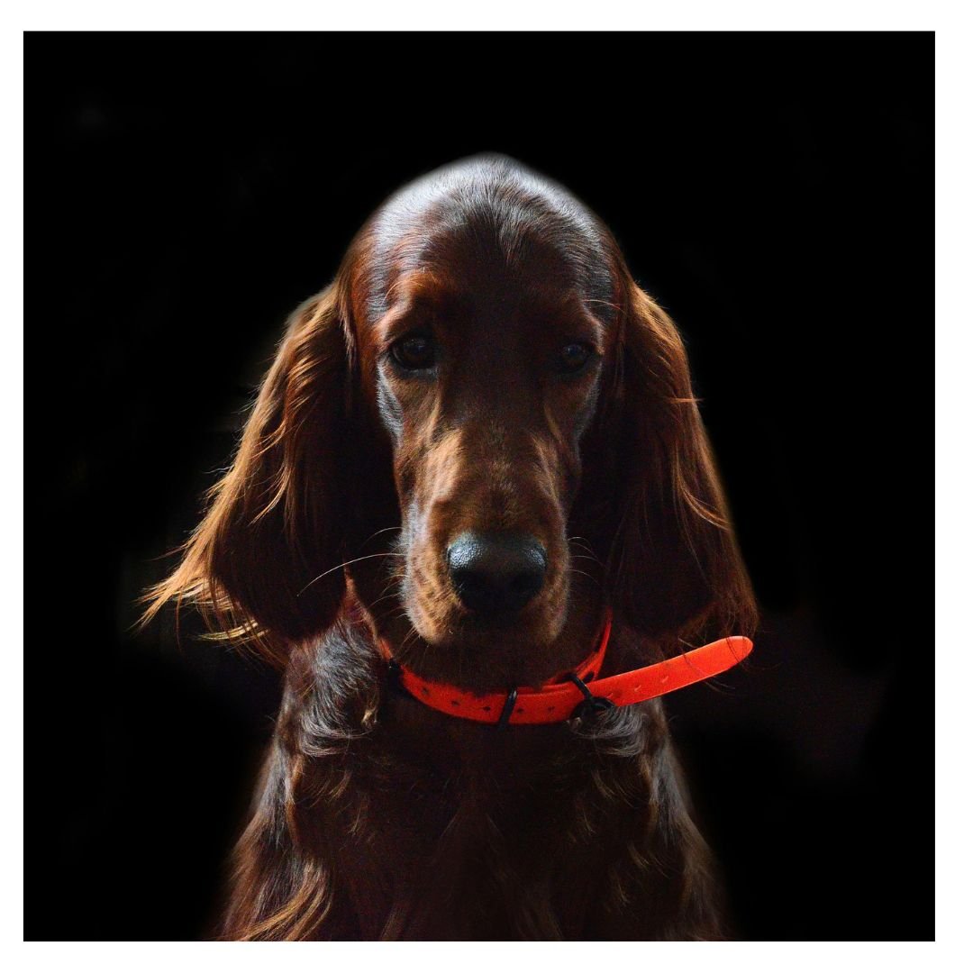 Collier Lumineux Chien | LightCollar™ : Une Sélection de Sécurité et Amusante pour le Chien - Chien trop  content