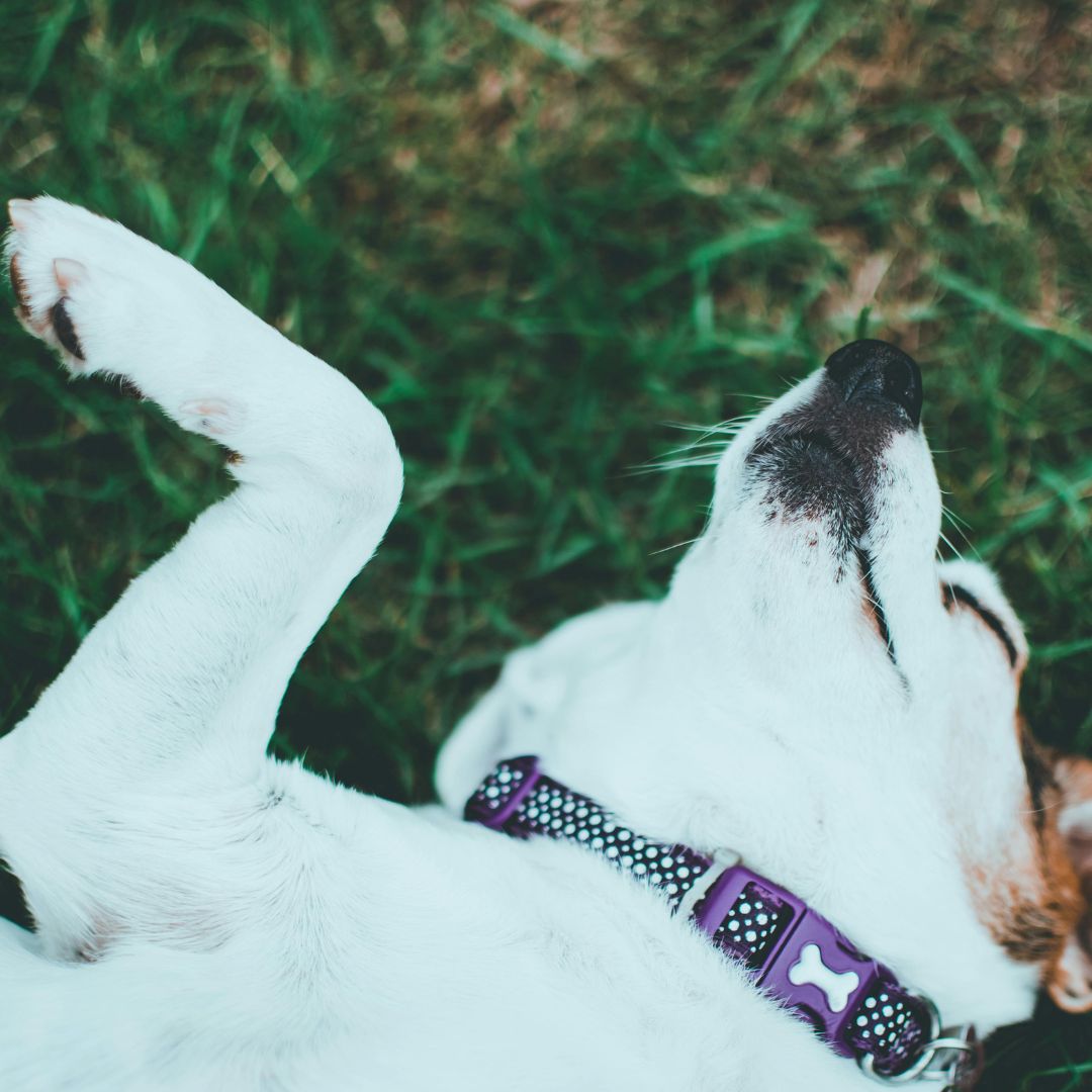 Découvrez pourquoi les chiens aiment se rouler par terre : Une Sélecti ...