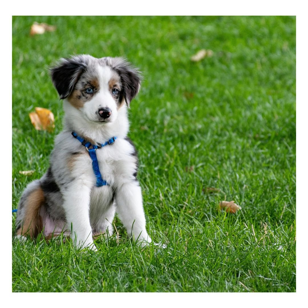 Harnais pour Chien | Harnesses™ : Une Sélection de Sécurité et Amusante pour le Chien - Chien trop  content