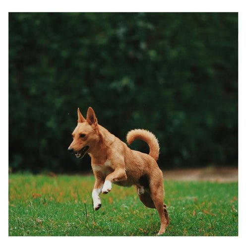 Lanceur de Balle pour Chien | DogBall™ : Une Sélection de Sécurité et Amusante pour le Chien - Chien trop  content