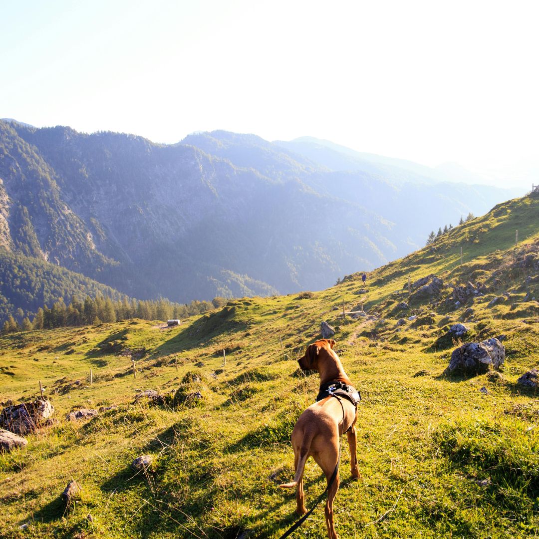 les-chiens-peuvent-ils-voir-les-couleurs