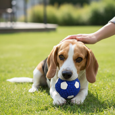 Balle chien UltraResistant bleu coucher brun chien