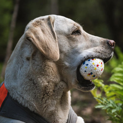 Balle chien VeryHardWearing multicolore crème dehors chien