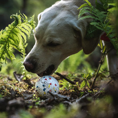 Balle chien VeryHardWearing multicolore dehors crème chien
