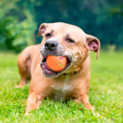 Balle pour chien DurableUltra orange gazon chien