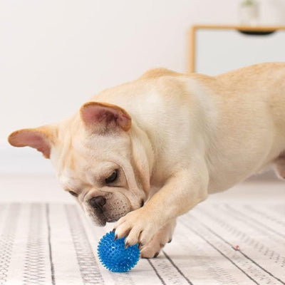 Balle pour chien HardWearing bleu plancher crème chien