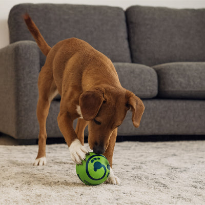 Balle pour chien SuperDurable vert salon brun chien