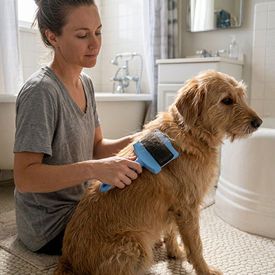 Brosse chien DeadHairPrevention bleu assis brun chien