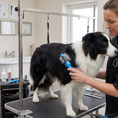 Brosse chien DeadHairPrevention bleu debout noir chien