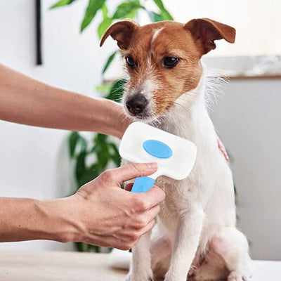 Brosse chien DemelPoils bleu blanc assis chien