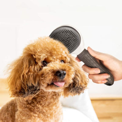 Brosse chien DemelPoils gris assis brun chien