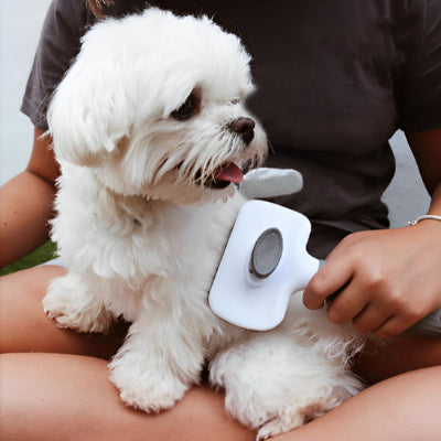 Brosse chien DemelPoils gris blanc assis chien