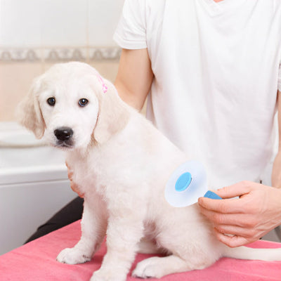 Brosse chien PremiumPro bleu assis blanc chien