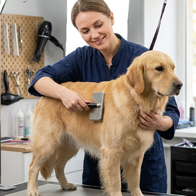 Brosse chien ProfessionalGrooming noir debout femme chien