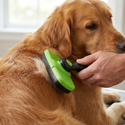 Brosse chien SerbStreinigend vert assis brun chien