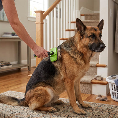 Brosse chien SerbStreinigend vert assis noir brun chien