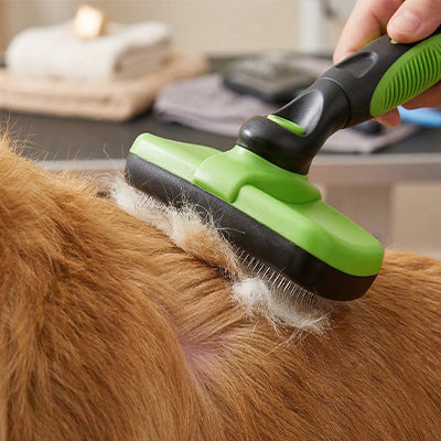 Brosse chien SerbStreinigend vert couché brun chien