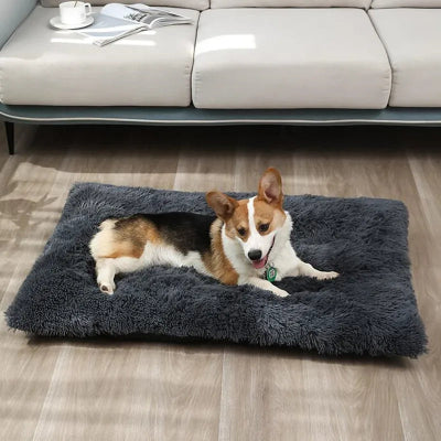 Canapé pour chien CanapeDog noir plancher chien