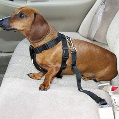 Ceinture chien voiture BeltPet noir chien