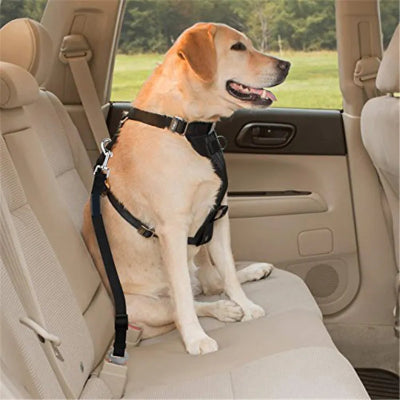 Ceinture pour chien BeltPet noir auto, regarde chien