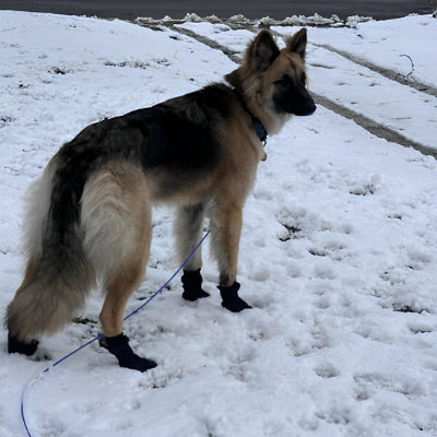 Chaussure chien DogFootwearShoe marche dans la neige chien