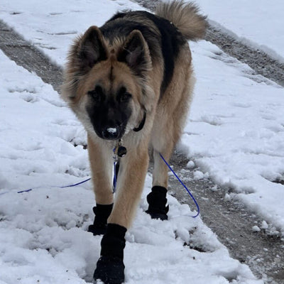 Chaussure chien DogFootwearShoe marche vers moi chien