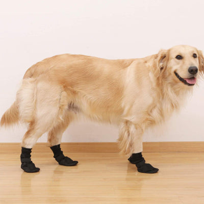 Chaussure chien DogFootwearShoe regarde chien
