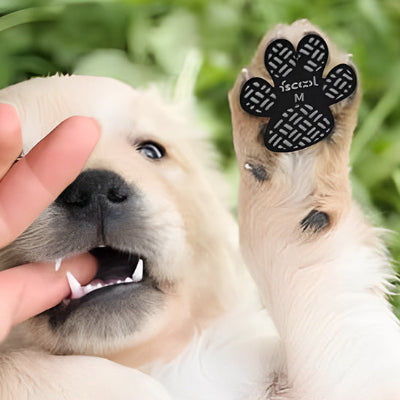 Chaussure chiens DogFootwearShoes pattes blanc chien