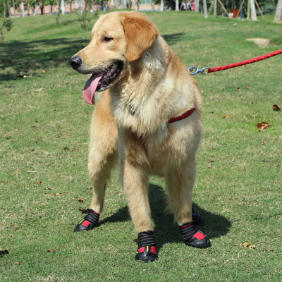 Chaussure pour chien ForCanine attendre crème rouge chien